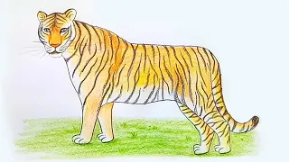 How to draw a tiger -  step by step drawing