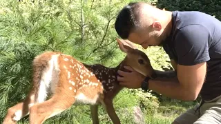 Guy's epic response when starving deer shows up at door