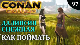 Conan Exiles ТОП БОЕЦ ДАЛИНСИЯ СНЕЖНАЯ как поймать