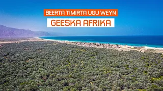 Geesaleey: Beerta Timirta ee Ugu Weyn Geeska Afrika.