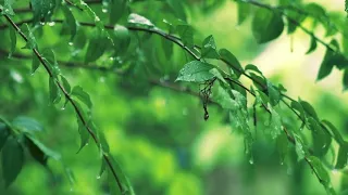 Beautiful Relaxing Music & Peaceful Piano Gentle Rain Sounds For Sleep & Relaxation リラックスできる音楽 雨音ピアノ