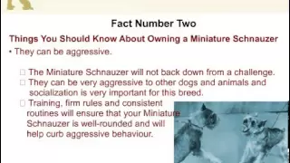 5 Things You Should Know About Owning A Miniature Schnauzer