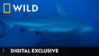 Searching For A 10ft Bull Shark | World’s Biggest Bull Shark | National Geographic Wild UK