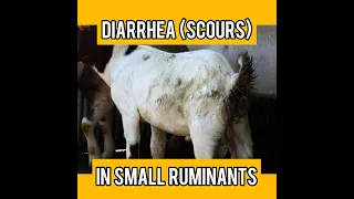Diarrhea in Goats (scours) II healthy goats