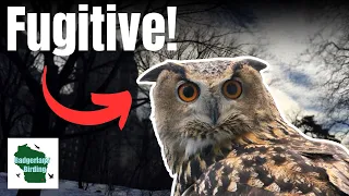 Should Flaco, the Escaped Eurasian Eagle-Owl Stay Free?