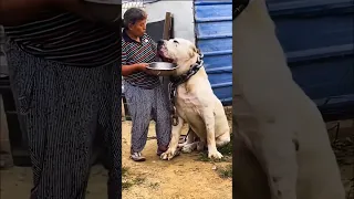 The biggest dog in the world#short #shortsvideo  #biggestdogs #bigdog