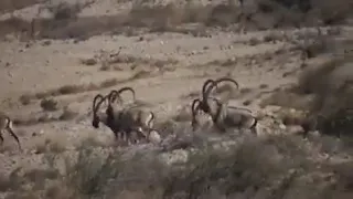 Ibex parade Kirthar National Park