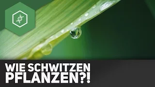 Transpiration: Wie schwitzen Pflanzen?!