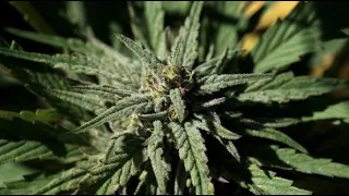 Repräsentantenhaus stimmt für Legalisierung von Marihuana
