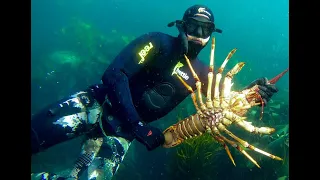 Freediving for Monster Crays! (Lobster Diving Tasmania)