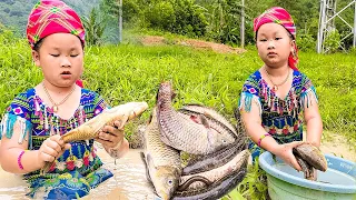 The poor girl caught many fish in the puddle, carp and fish weighing 2kg were for sale