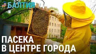 История пасечника из Риги | БАЛТИЯ