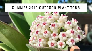 Summer 2019 Outside Plant Tour | Hoyas from Thailand