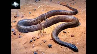 Australia's TOP 10 Most Dangerous Snakes