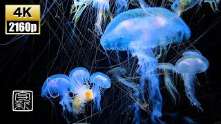 Effective for🥱Insomnia, get sleepy 12HRS / 4K UHD Beautiful Blueish💙Jellies.