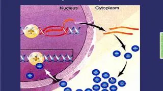 William E. Bunney, MD, Rapid-Acting Antidepressant Strategies