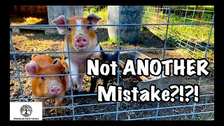 Another Farming Mistake? - Hampshire Duroc Boar Piglet