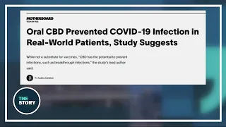 Researchers test CBD’s effectiveness at COVID prevention