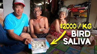 The most expensive SALIVA in the world found in Malaysia - the edible birdnest! EP36