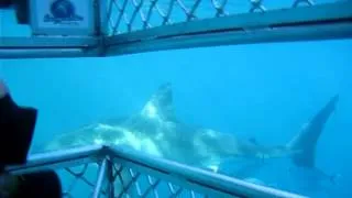 Great White Shark Diving, Neptune Island, Australia