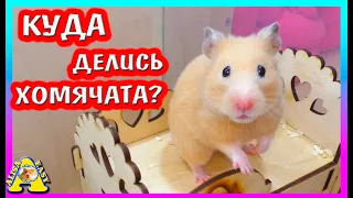 Куда делись хомячата Фанни?  / сирийский хомяк  беременность / Alisa Easy Pets / Алиса Изи Петс