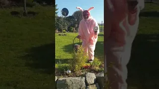 Osterhase findet Klopapier bei Corona