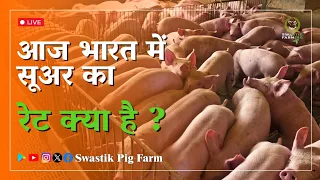 भारत में सूअर का रेट क्या है? What is current price of Pigs? Fattener pig cutting price in India now