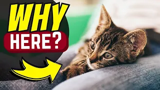 Why do our cats sleep between our legs?
