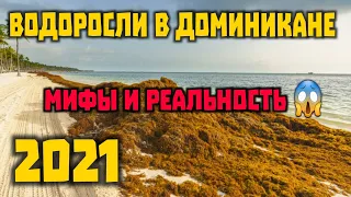 ВОДОРОСЛИ в Доминикане 2021. Когда сезон? Мифы и реальность