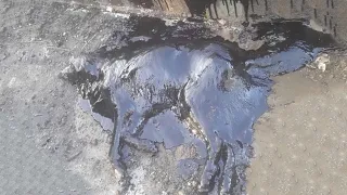 Dog Turned Rock solid in Tar Drum Rescued 1080p