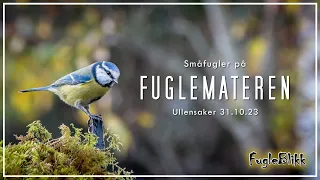 01.11.2023 - Småfugler på fuglemateren