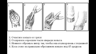 Стрижка копыт козам.