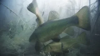 HUGE TENCH AND CARP ON THE BURNT HORNS! Underwater photography