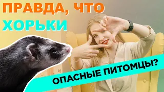 Хорьки опасные звери?