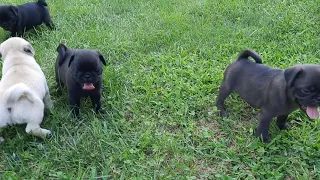 Cute pug puppies. Stinger's litter of 6.