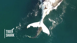 Incredible footage from NSW DPI drone trials shows sharks, whales, dolphins and more