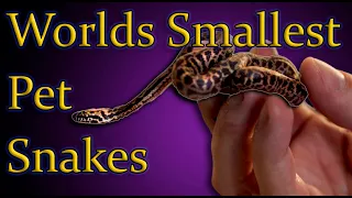 Top 5 SMALLEST Pet Snakes You Can Own