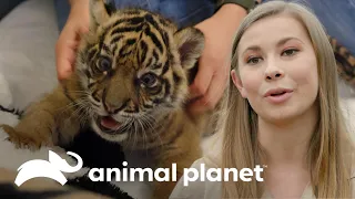 Feliz nacimiento de un cachorro de tigre de Sumatra | Los Irwin | Animal Planet