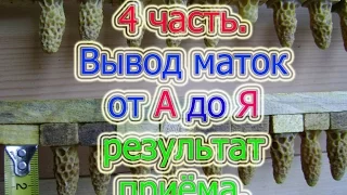 4 часть  ВЫВОД МАТОК от А до Я ДЛЯ НАЧИНАЮЩИХ, РЕЗУЛЬТАТ ПРИВИВОК🔥🔥🔥