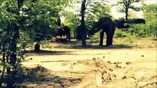 elephant Documentary: wonderful video on elephants mating