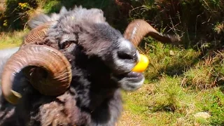 Angry Ram pigging out on lemons