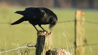 Corbeau freux et corneille noire - Rook and Carrion crow 246 (1080p)