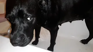 Puppy digs in woods and 4 days letter bath time and she turned into a seal (Click bait)