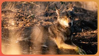 How Elusive Indian Wolves Co-exist With Shepherds | Walking With Wolves | Real Wild