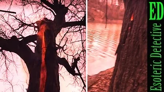 STRANGE 'Devil tree' BURNING only on the INSIDE found by HIKERS in woods