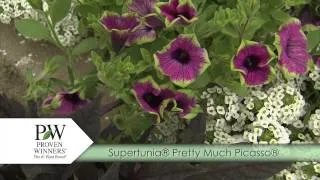 How-To Use Supertunias with P. Allen Smith