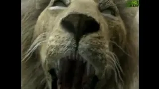 Animal Face Off: Lion vs Tiger [RE-SOUND]