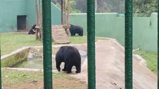 BEAR 🐻 IN ZOO || #shorts #bear #trendingshorts #like #comment #subscribe