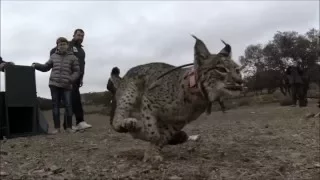 Iberian lynx returns to the wild