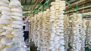How Japanese Farmer Make Sponge From Konjac Potato - Konjac Potato Farming and Harvesting Technique